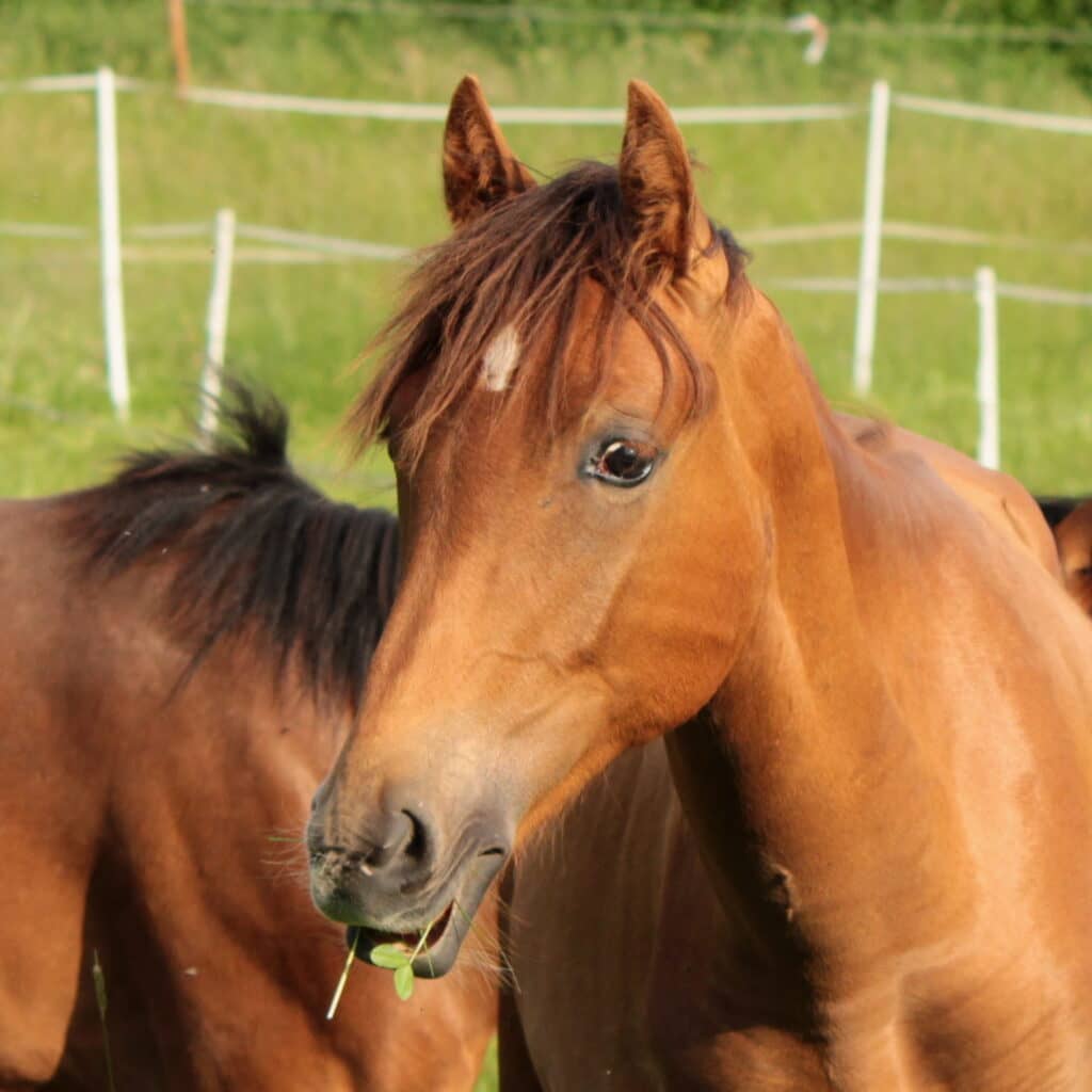 Araber-Berberhengst geb. 2016