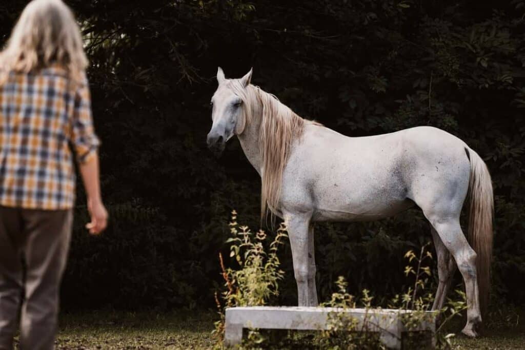Deckhengst Berberhengst Wichozane