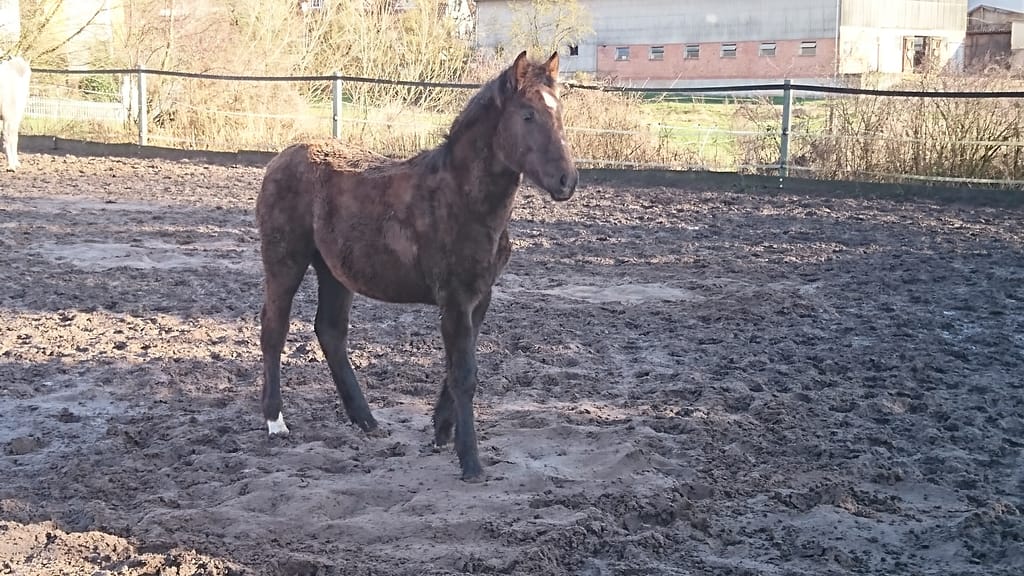 Jdira wird Schimmel